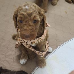 Brown Collar - Red  male Poodle puppy in Colorado Springs, Colorado from Silly's Standard Poodles