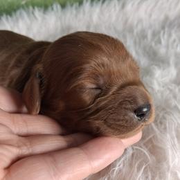 Girl 3 - female Cavapoo puppy in Centerton, Arkansas from Velvet Paws Cavapoos