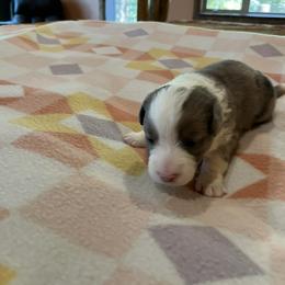 Black - Blue merle and white male Cardigan Welsh Corgi puppy in Divide, Colorado from Aspen Peak Corgis