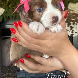 Tinsel - Red merle female Toy Australian Shepherd puppy in Kenedy, Texas from C&W Toy Aussies & Poodles