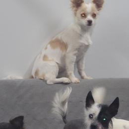 Retta - Chihuahua
