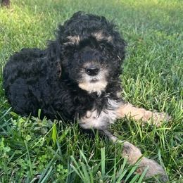 Miniature Australian Shepherd and Poodle Puppies from Triple J Aussies SD