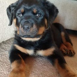 Rottweiler Puppies from Rose Red Rottweilers