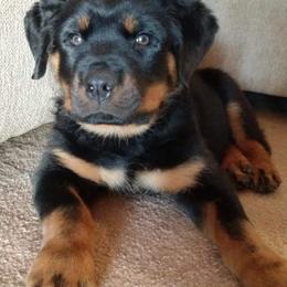 Rottweiler Puppies from Rose Red Rottweilers