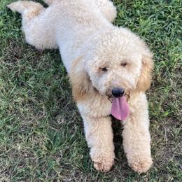 Ellie  - Goldendoodle
