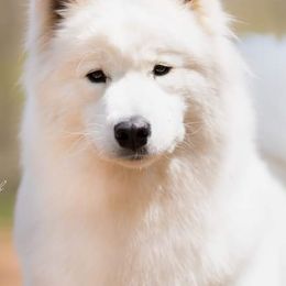 Samoyeds from Painted Hills Samoyeds