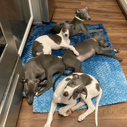 Whippet Puppies from Moodyblues Whippets