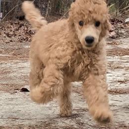 Yellow Collar - Apricot female Poodle puppy in Vass, North Carolina from Dakliff Standard Poodles