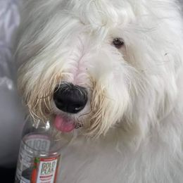 Old English Sheepdogs from Chasin Angus Sheepdogs