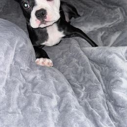 Boston Terrier puppies from Ohana Sunshine Bostons