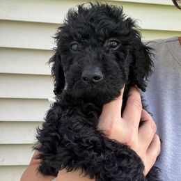 Hunter - Black male Goldendoodle puppy in Waterloo, Illinois from Ashly Miller
