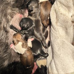 Shih Tzu puppies from Royally Mad Shihtz