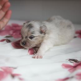 Pumpkin - Chocolate merle female Pomeranian puppy in Saint Ignatius, Montana from Pomeranians Montana