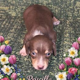 Priscilla - Chocolate and cream female Dachshund puppy in Lexington, Oklahoma from BooneDox Miniature Dachshunds