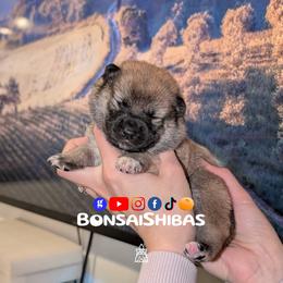 Duro - Red male Shiba Inu puppy in Minnesota from BonsaiShibas
