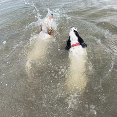 English Setter Puppies from Steens Mountain Setters
