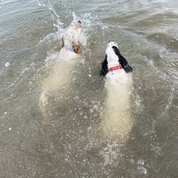 English Setter Puppies from Steens Mountain Setters