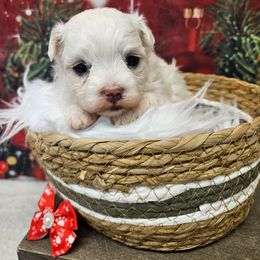 Zoe - White female Maltese puppy in Monticello, Iowa from Ashley’s Puppies