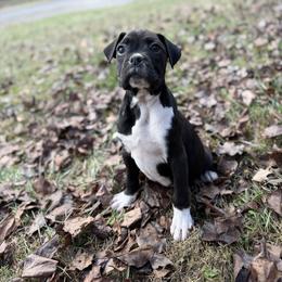 Male 2 - Brindle male Boxer puppy in Prestonsburg, Kentucky from Bre’s Boxers