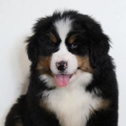 Bernese Mountain Dog Puppies from Home Sweet Bernese