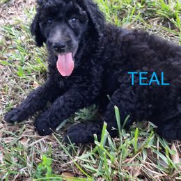 Teal collar - Black male Poodle puppy in Hernando, Florida from Loveablepoodles