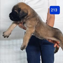 AKC PUP 213 - Fawn male Mastiff puppy in Ava, Missouri from Ozark Mountain Mastiffs