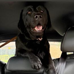 Kaja - Black female Labrador Retriever puppy in Clinton, Tennessee from Summer Rose