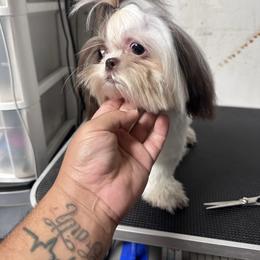 Yokio Mauwi - Shih Tzu