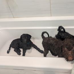 Australian Labradoodle Puppies from Pawlite Best Friends