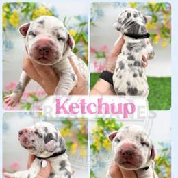 Ketchup - Harlequin female Great Dane puppy in Sac City, Iowa from Northern Great Danes of Colorado & Iowa