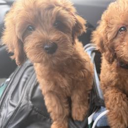 Bailey - Red female Cavapoo puppy in Fort Worth, Texas from Aloha Paradise Poodles LLC