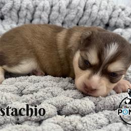 Pistachio - Red and white female Pomsky puppy in Eastman, Georgia from Once Upon A Pomsky