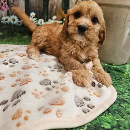 Maggie - Apricot female Cavapoo puppy in Lebanon, Missouri from Leerose Puppies