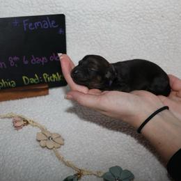 Lassie (Purple collar) - Cream female Dachshund puppy in Prospect, Oregon from Spunky Sausage Pups