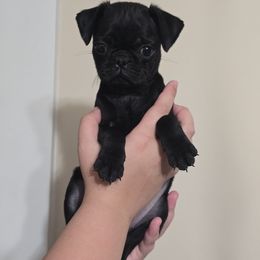 Vista - Black female Pug puppy in Olin, North Carolina from Piggy Pugs