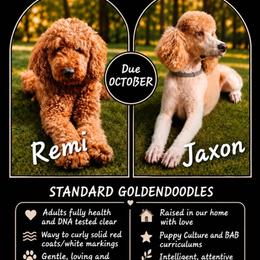 Goldendoodle puppies from Sagebrush Labradors and Doodles