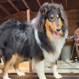 Jack - Collie