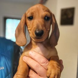 Blueprint Ain't That Something MS - Red male Dachshund puppy in Mountain Grove, Missouri from Blueprint K9 Dachshunds- www.BlueprintK9.com