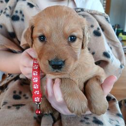 Red - Dark golden female Golden Retriever puppy in Lanesboro, Minnesota from Eagle Ridge Golden Retrievers