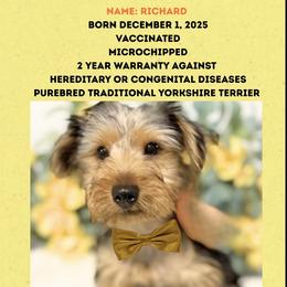 Richard - Blue and gold male Yorkshire Terrier puppy in Atlanta, Georgia from Yuppie Yorkies