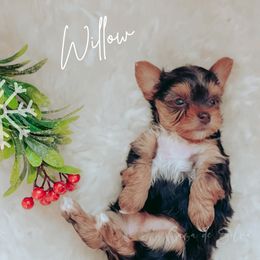 French Bulldog and Yorkshire Terrier Puppies from Casa De Silva LLC