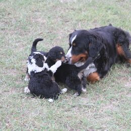 Bernedoodle and Bernese Mountain Dog Puppies from Basin Berners