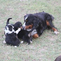 Bernedoodle and Bernese Mountain Dog Puppies from Basin Berners