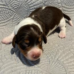 Laredo - Piebald male Dachshund puppy in Dobson, North Carolina from Oakleys Dachshund Haven