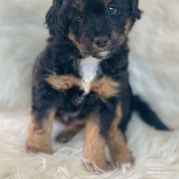 Bordoodle Puppies from Mountain Mini Bordoodles