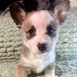 Hersey - Sable and white female American Corgi puppy in Endeavor, Wisconsin from Mac-Kuz Kennels