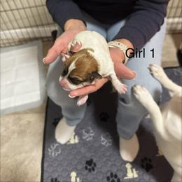 Girl 1 - Brown and white female Jack Russell Terrier puppy in Greeneville, Tennessee from Wampler Jacks