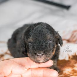 Kir - Tri-color male Bernedoodle puppy in Youngstown, Florida from Wonderland’s Boujie Kennels