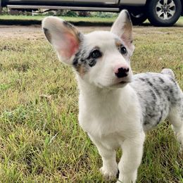 American Corgis and Pembroke Welsh Corgis from Arrow J Corgi Company