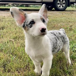 American Corgis and Pembroke Welsh Corgis from Arrow J Corgi Company